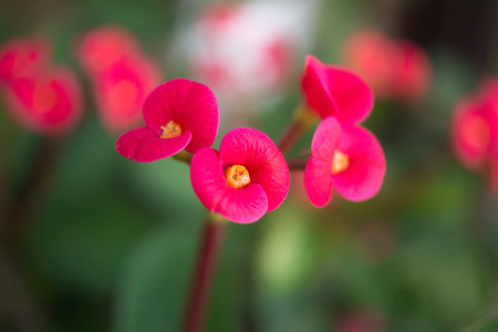 Crown of thorns flowers : Euphorbia milli Desmoul in japanese gardenの写真素材