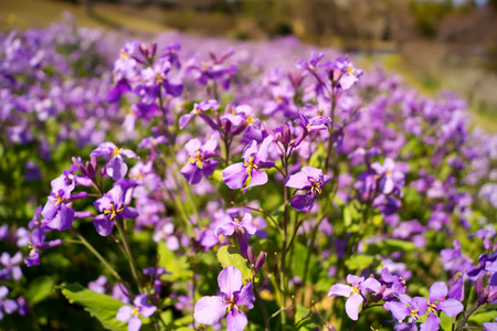 Purple flowers in spring ,Japanese garden.
