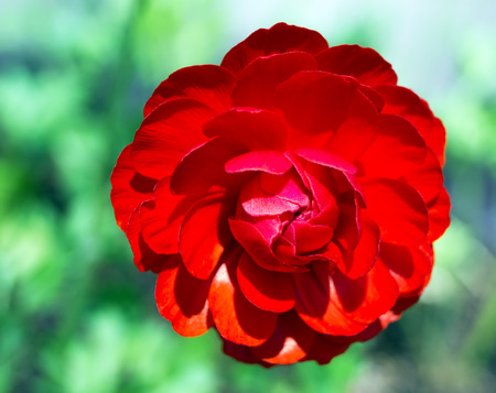 close up red floweron green nature background
