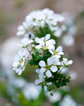 White small flower of the spiraea blooming in springの写真素材