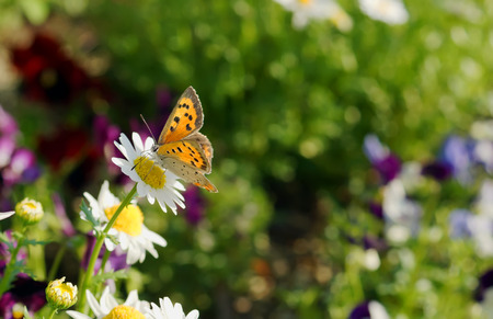 Beautiful flowers in the spring with a lovely butterfly.の写真素材