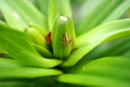 Spider on a green leafの写真素材