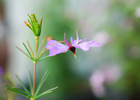 Platytheca glaioides flowerin japanese gardenの写真素材