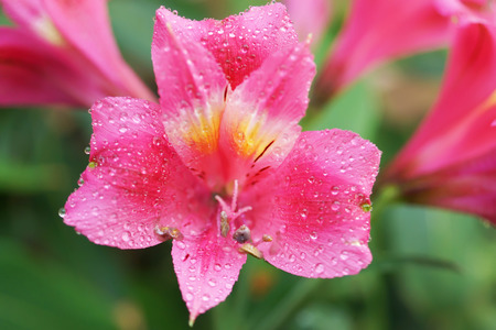 close up alstroemeria flower in japanese gardenの写真素材