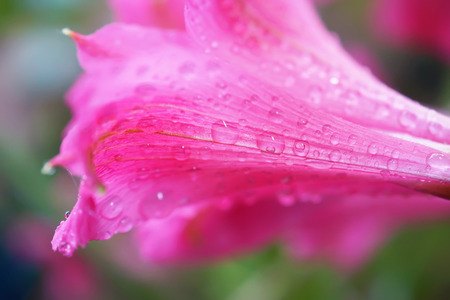 close up alstroemeria flower in japanese gardenの写真素材
