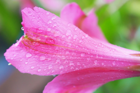 close up alstroemeria flower in japanese gardenの写真素材