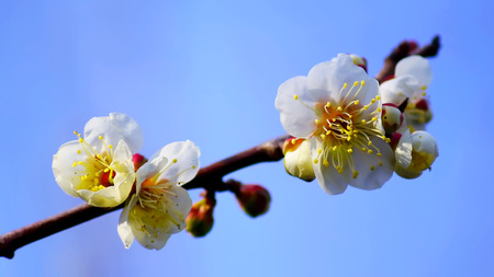 Spring Blossom Apricot Flowersの写真素材