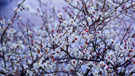 Spring Blossom Apricot Flowersの写真素材