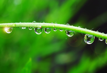 rain drops on leaf