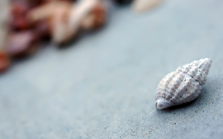 Beautiful sea shell on the concrete floorの写真素材