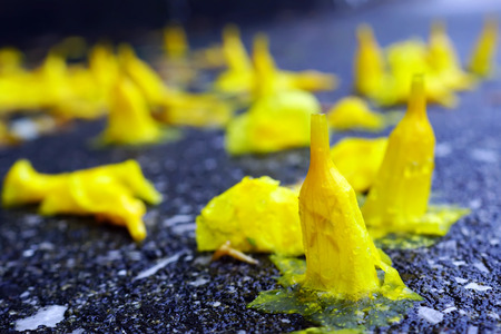 Yellow flowers fall to the groundの写真素材