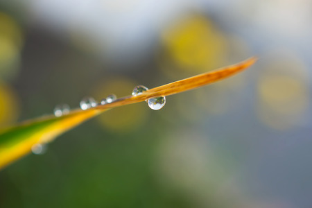 water drop on on green grassの写真素材