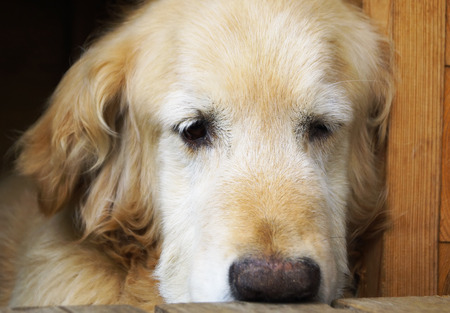 Golden Retrieverの写真素材