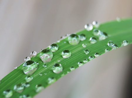 water drop on on green grass