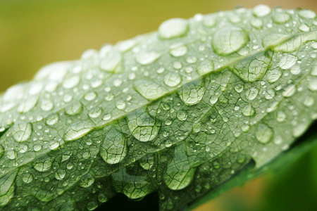 water drop on on green leaf