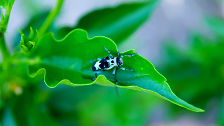 Aristobia horridula on green nature backgroundの写真素材