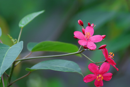 close up Red peregrina, spicy jatropha flowersの写真素材