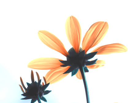 close up vintage stylized  lovely yellow flowerの写真素材