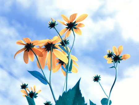 close up vintage stylized  lovely yellow flowerの写真素材