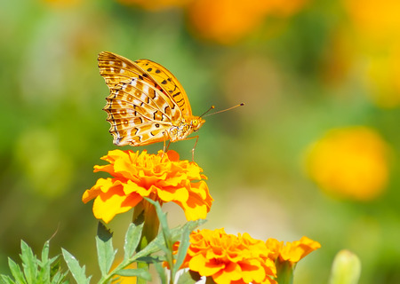 close up butterfly on flower, Japanの写真素材