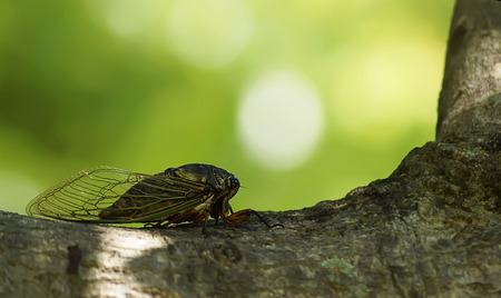 close up cicada on tree,Japan
