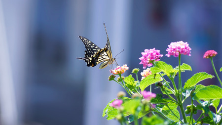 close up butterfly on flower, Japanの写真素材