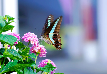 cute butterfly on flowers.
