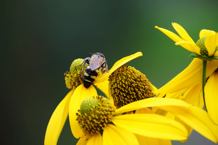close up bee on beautiful yellow flowers
