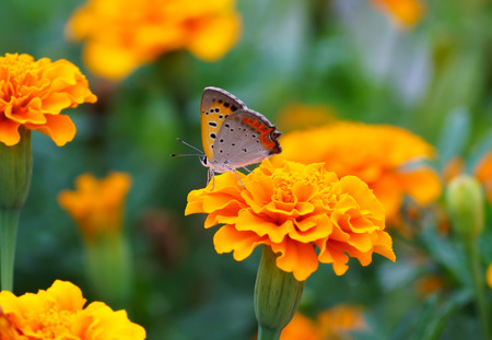 close up butterfly on flower, Japanの写真素材