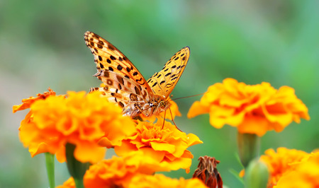 close up butterfly on flower, Japanの写真素材