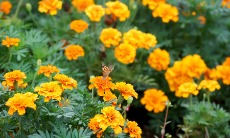 Marigold flower ,Marigold flower in japanの写真素材