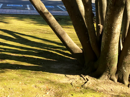 crisply morning sun and powerful luscious green trees in japan parkの写真素材