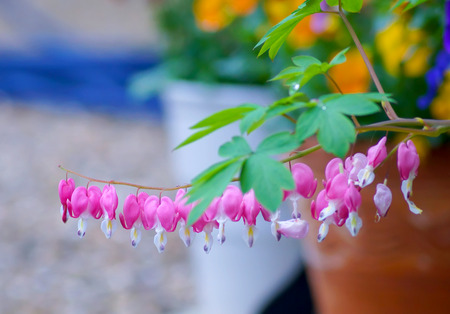 Bleeding Heart flower in japanese gardenの写真素材