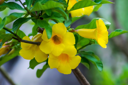 allamana  Flower in southen japan