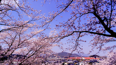 Japanese sakura blossom on blurry background of spring timeの写真素材