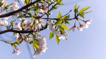 Beautiful sakura in spring time, Miyazaki,Japanの写真素材