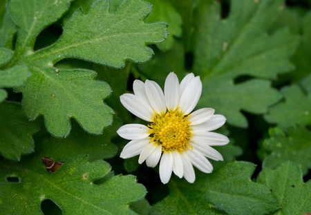 Close up lovely flower in garden