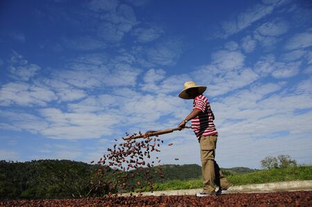 Peasant drying coffee in Pinar del Rio, Cubaのeditorial素材