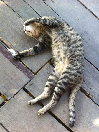 Tabby cat lying on wood floorの素材