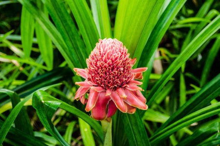 Biennial plant of monocotyledon species which flowerの写真素材