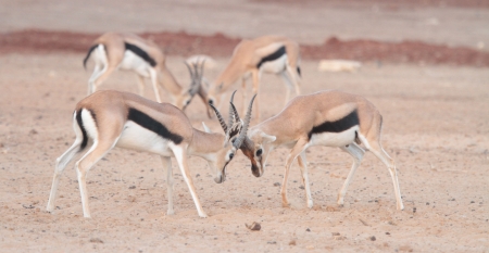 Gazelle warの写真素材