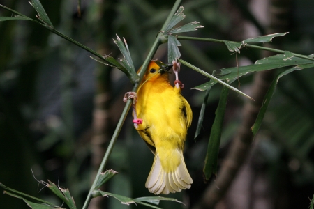 Yellow Weaverの写真素材