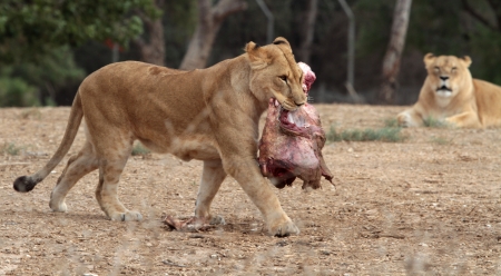  Lioness walking with meatの写真素材