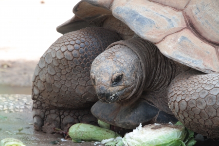 Aldabra giant tortoiseの写真素材