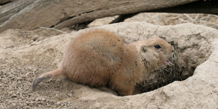 Prairie dog