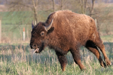 running bisonの写真素材