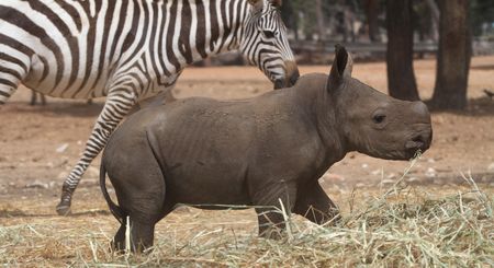 young rhinoの写真素材