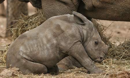 young white rhinoの写真素材