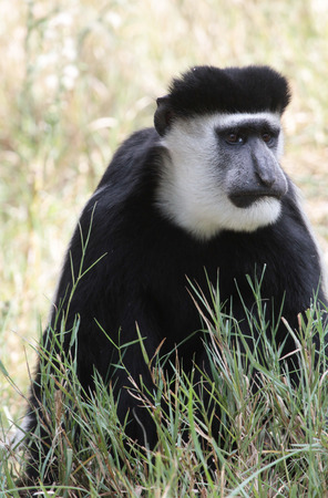 colobus monkeyの写真素材