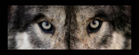 wolf eyes dark fur